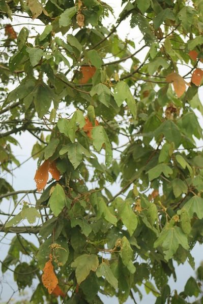 Archivo:Croton gossypiifolius 2.jpg