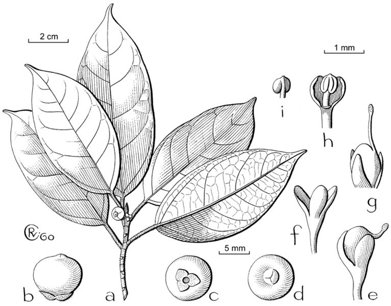 Archivo:Ficus calcicola.gif