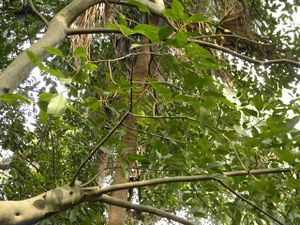 Ficus involucrata.JPG