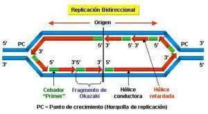 Horquilla de replicación.jpg