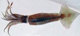 Illex coindetti.jpg