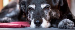 La artritis canina jc4.jpg
