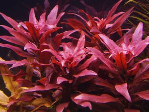 Ludwigia-Glandulosa 2.jpg