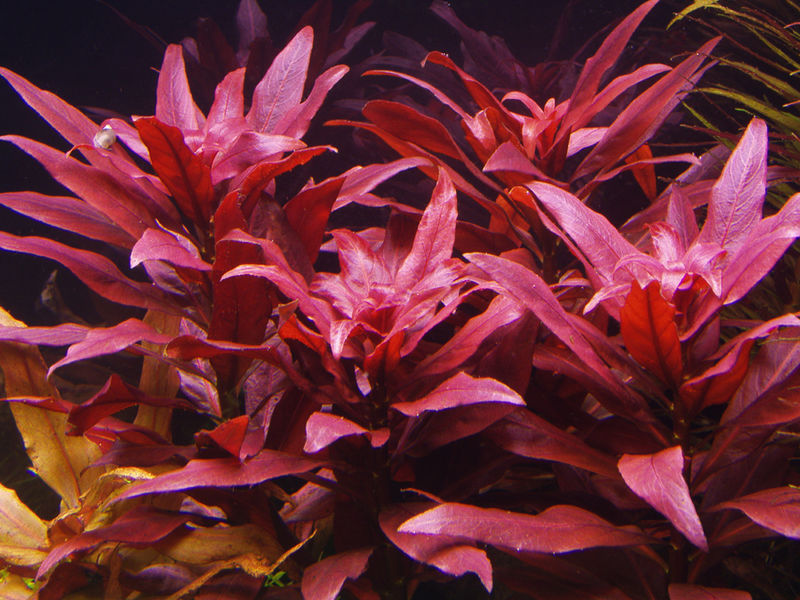 Archivo:Ludwigia-Glandulosa 2.jpg