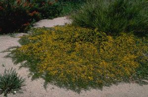 Acacia congesta.jpg