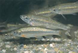 Achondrostoma arcasii.jpg