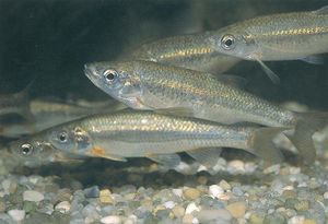 Achondrostoma arcasii.jpg