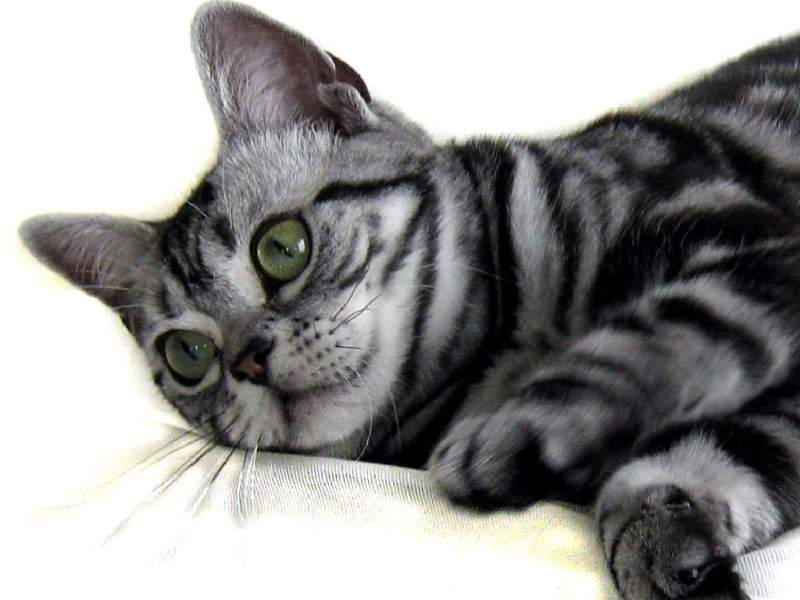 Archivo:American Shorthair 3.jpg