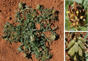 Crotalaria bernieri.png