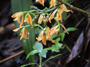 Epidendrum myodes.jpeg