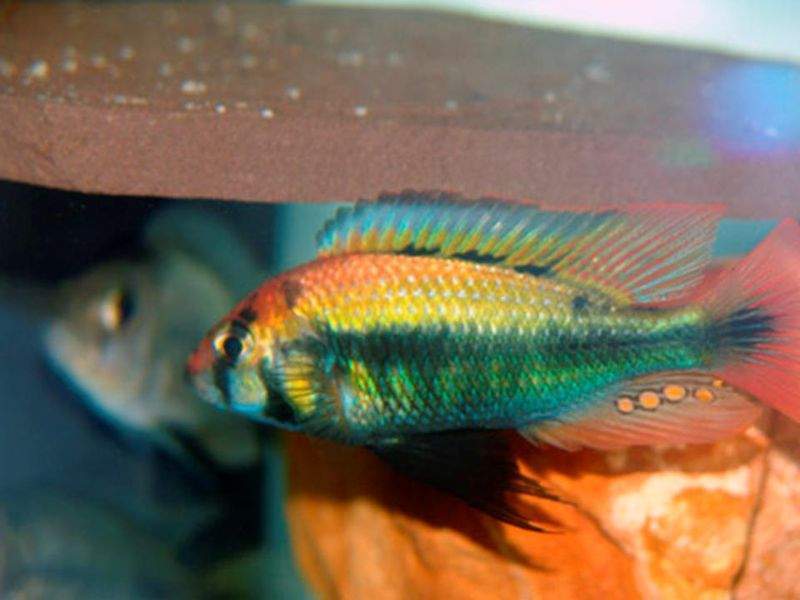 Archivo:Haplochromis sp Ruby Green.jpg