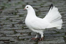Paloma-colipava.jpg