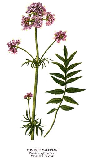 Valerianaofficinalis dibu.jpg
