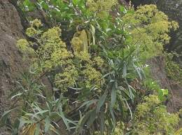 Bupleurum salicifolium.jpg
