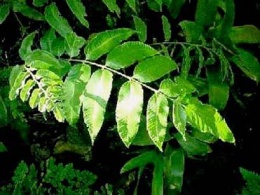 Diplazium flavescens.JPG