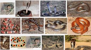 Elapidae.jpg
