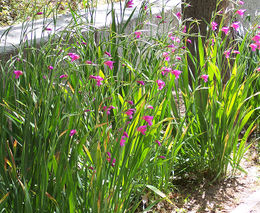 Gladiolus communis2.jpg