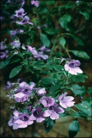 Prostanthera incisa.jpg