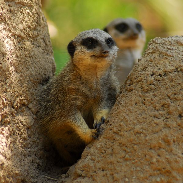 Archivo:Suricatas, Buin Zoo.jpg