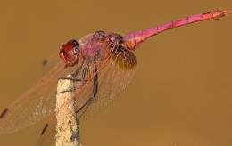 Trithemis.jpg