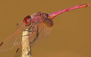 Trithemis.jpg
