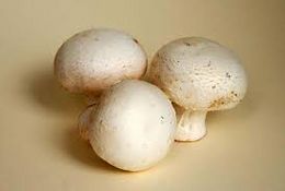 Agaricus bisporus.jpg