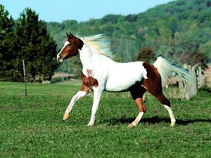 Caballo Pinto.jpg