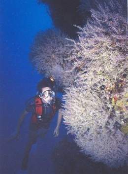 Carijoa riisei.jpg