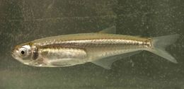 Clupeacharax anchoveoides.jpg