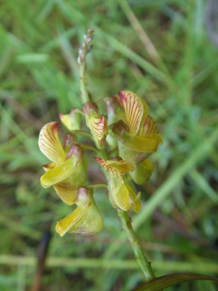 Archivo:Crotalaria subcapitata 3.jpg