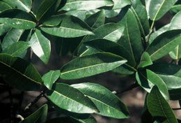 Ficus usambarensis.jpg