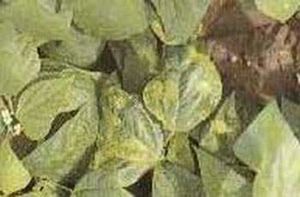 Grasa-judia.jpg