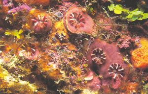 Rhizosmilia maculata.JPG