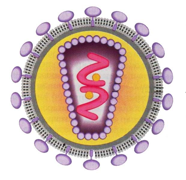 Archivo:VIH1.jpg