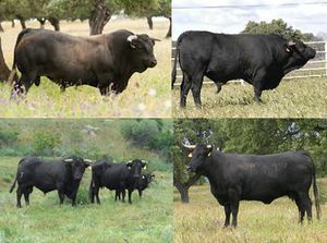 Vaca avileña-negra ibérica.jpg
