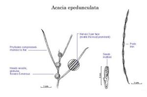 Acacia epedunculata.jpg