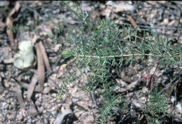 Acacia longipedunculata.jpg