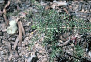 Acacia longipedunculata.jpg