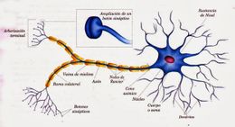 Celulas del sistema nervioso.jpg
