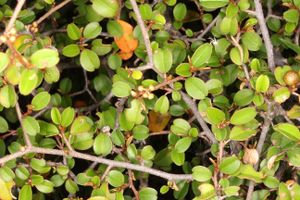 Croton inops.jpg
