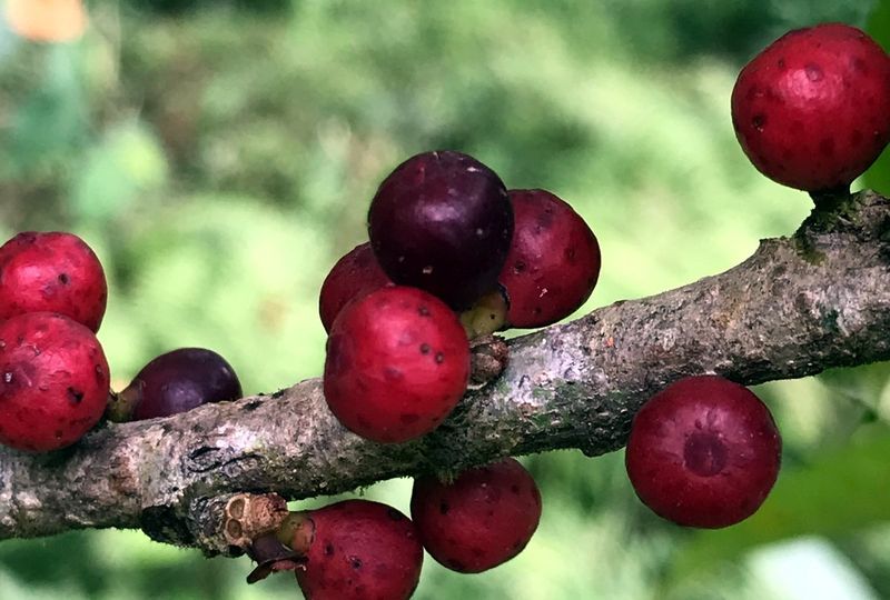 Archivo:Ficus cervantesiana fruto.jpg