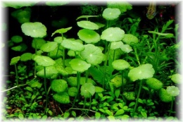 Hydrocotyle verticillata.jpeg