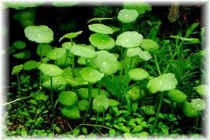 Hydrocotyle verticillata.jpeg