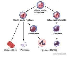 Mielod.plasico.jpg