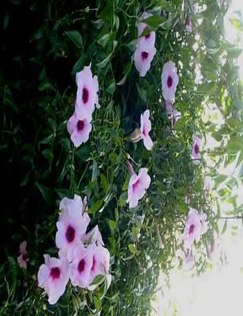 Archivo:Pandorea jasminoides.jpg