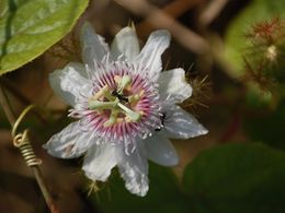 Passiflora ciliata closeup.jpg