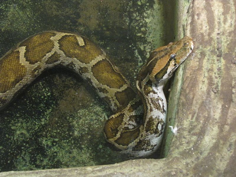 Archivo:Python-molurus1.jpg