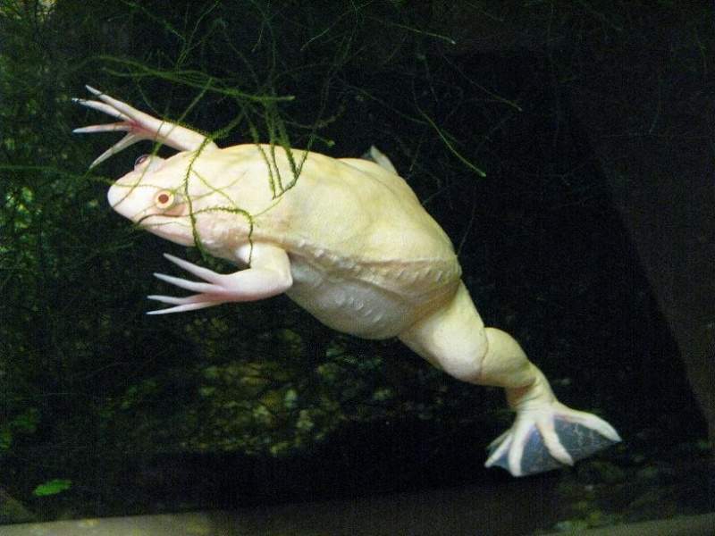 Archivo:Xenopus albino.jpg