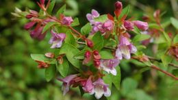 Abelia parvifolia.jpg