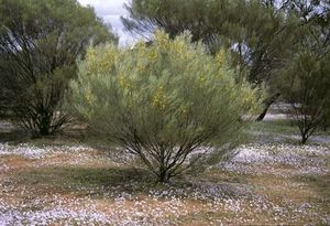 Acacia effusifolia.jpg